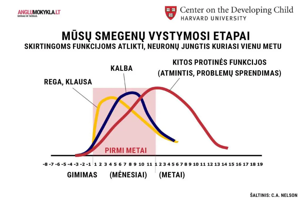 Anglų kalbos tyrimai - smegenų vystymosi etapai