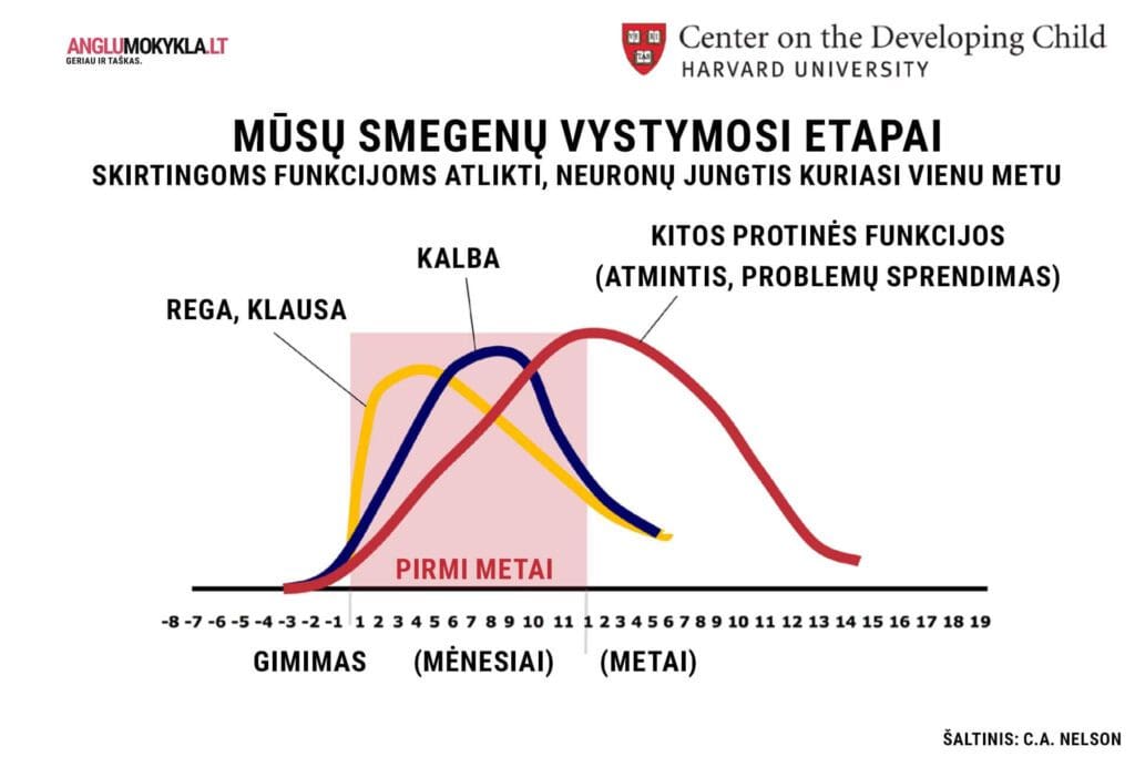 Anglų kalbos tyrimai - smegenų vystymosi etapai